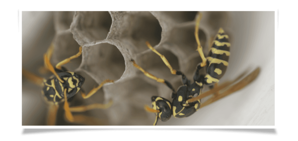 yellow jacket exterminators in Buffalo